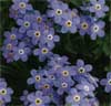 wf_forgetmenot.jpg